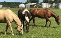 horses at laurita winery new egypt new jersey