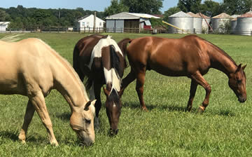 horses at laurita winery new egypt new jersey